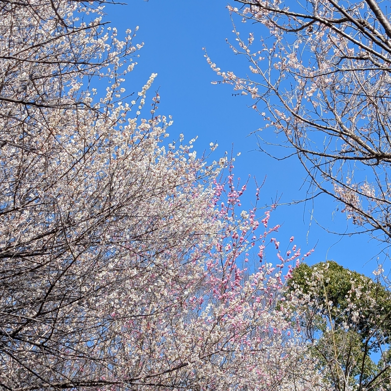 ぬっくさんが投稿した次の滝に関する口コミの画像