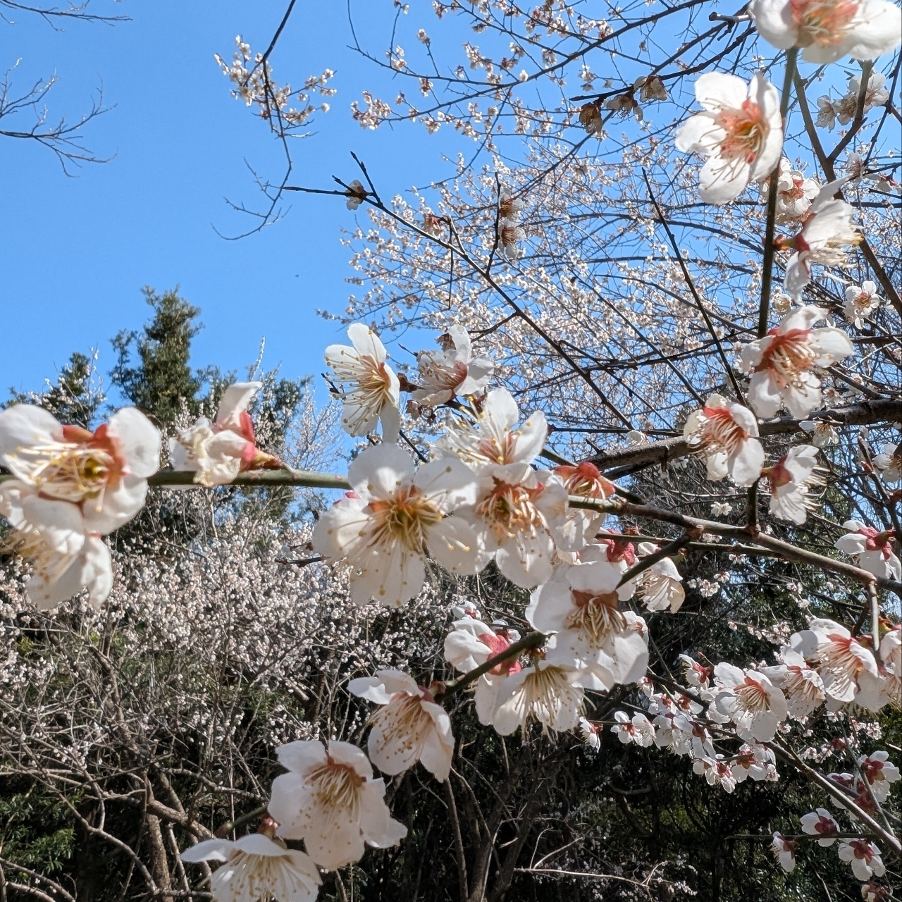 ぬっくさんが投稿した次の滝に関する口コミの画像