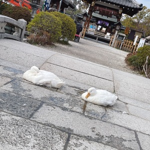 神泉苑（真言宗寺院） 3枚目