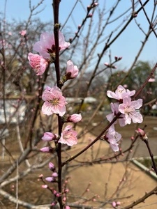 東京都薬用植物園