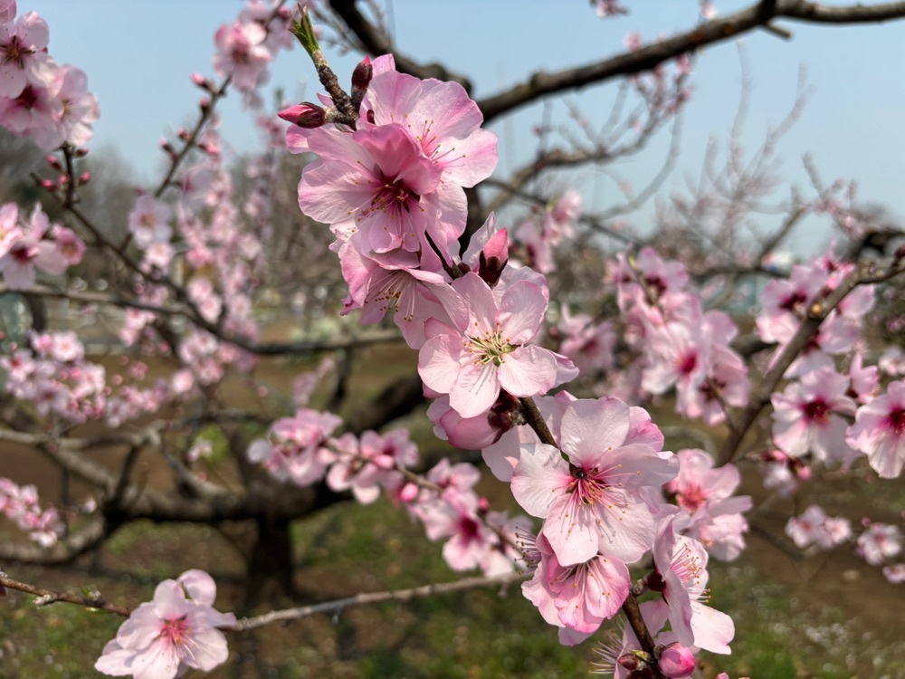 それなはとけさんが投稿した東京都薬用植物園に関する口コミの画像