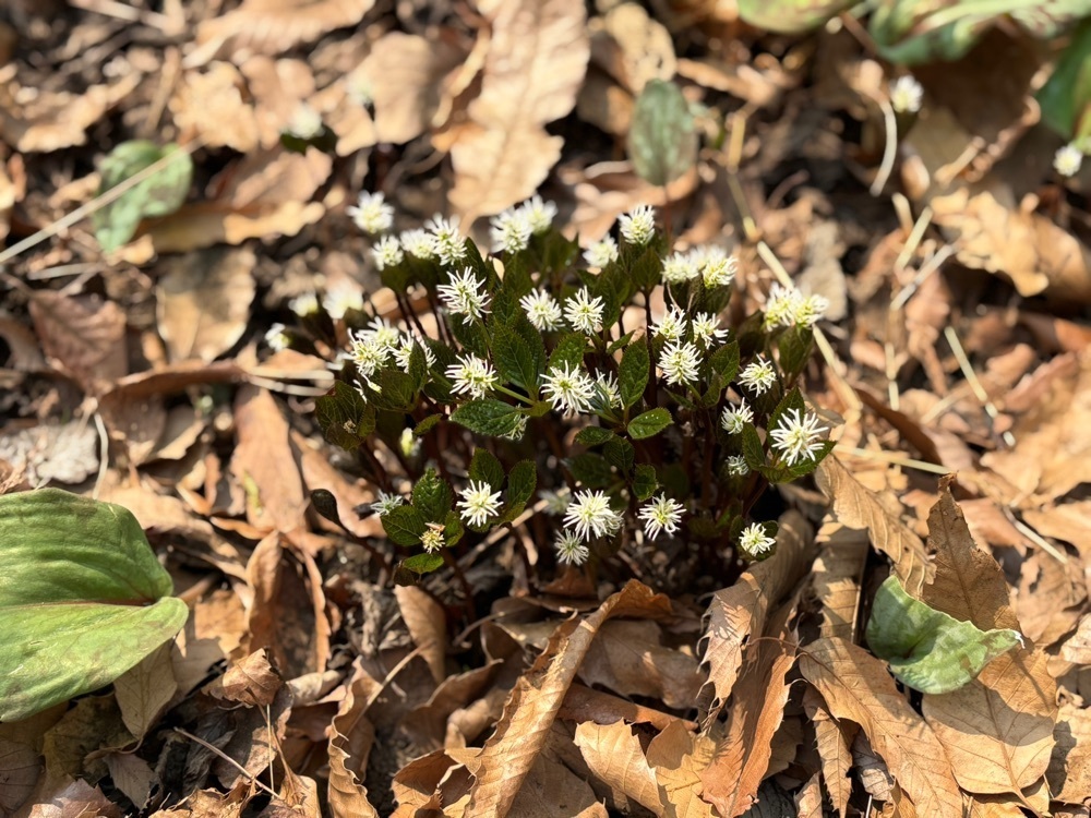 それなはとけさんが投稿した東京都薬用植物園に関する口コミの画像