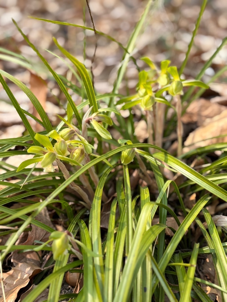 それなはとけさんが投稿した東京都薬用植物園に関する口コミの画像