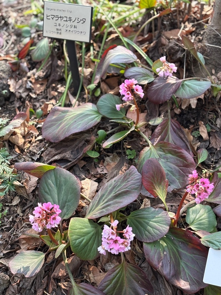 それなはとけさんが投稿した東京都薬用植物園に関する口コミの画像