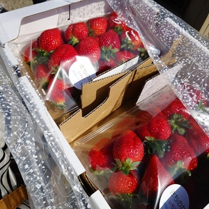 野田いちご園