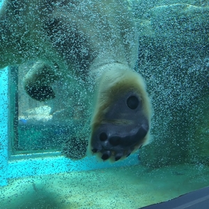 静岡市立日本平動物園 2枚目