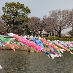 鶴生田川のさくら