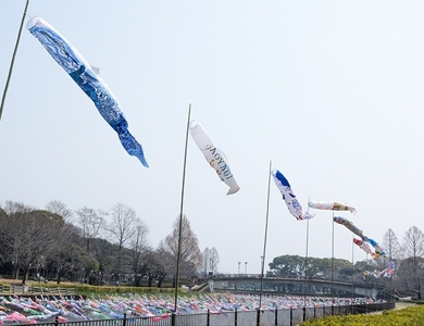鶴生田川のさくら