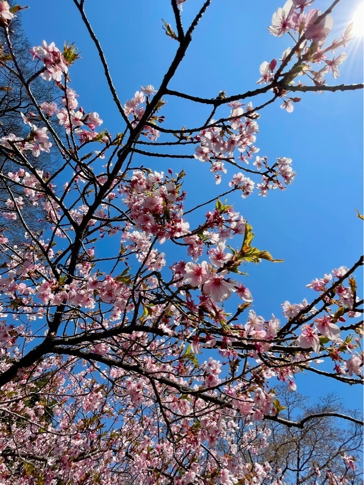 ❁⃘*.ﾟ·͜·♡さんが投稿した能仁寺に関する口コミの画像