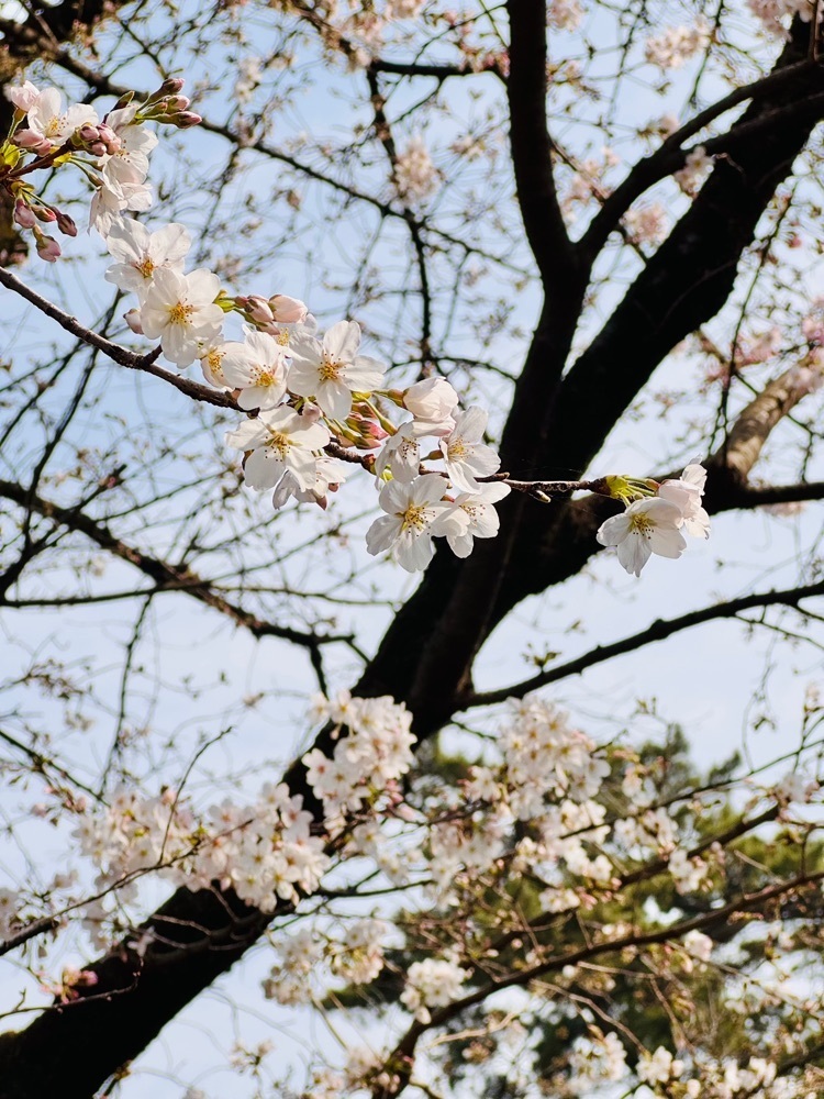 nico☺︎さんが投稿した密蔵院（埼玉県川口市）に関する口コミの画像