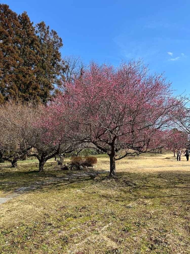 choco mintさんが投稿した翠ヶ丘公園に関する口コミの画像