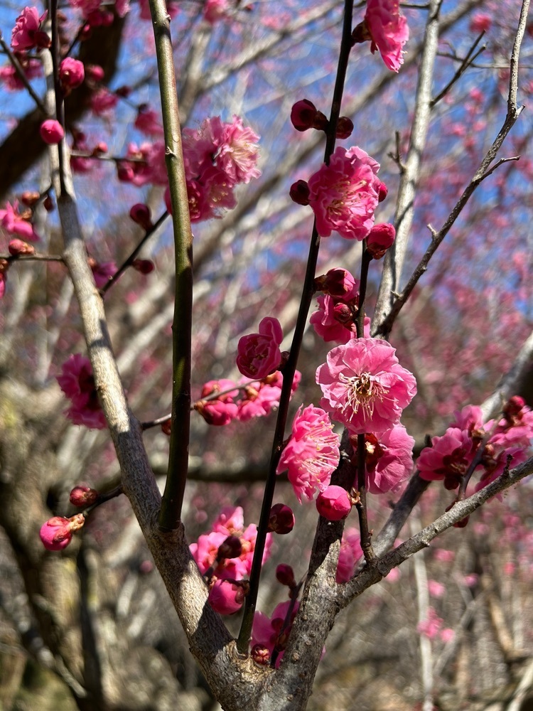 choco mintさんが投稿した翠ヶ丘公園に関する口コミの画像