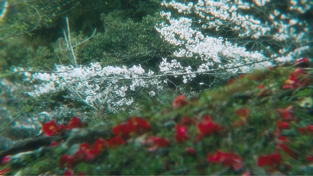 兎きちさんが投稿した石山観音寺に関する口コミの画像