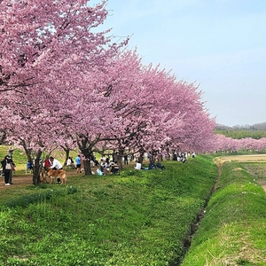 北浅羽桜堤公園