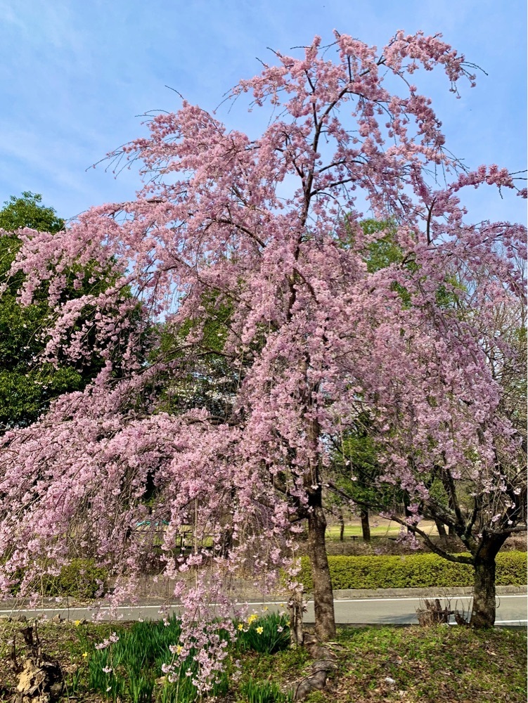 ＪＵNさんが投稿したシルクふれんどりぃ（シルクの里公園）に関する口コミの画像
