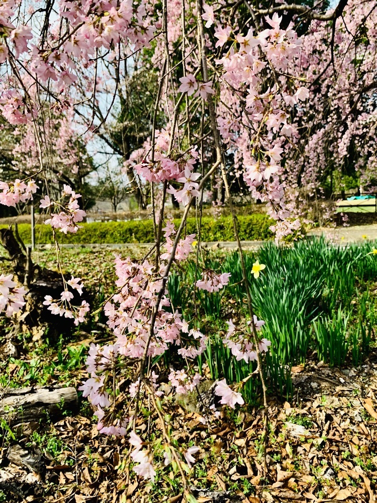 ＪＵNさんが投稿したシルクふれんどりぃ（シルクの里公園）に関する口コミの画像