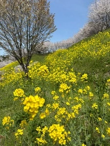 菊池公園