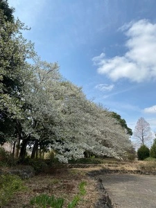 ドトール パークカフェ 柏の葉公園店