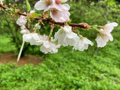 山原そば（やんばるそば）