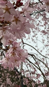 ゆうかの里の桜