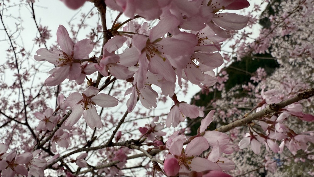 みぃさんが投稿したゆうかの里の桜に関する口コミの画像
