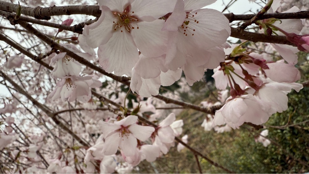 みぃさんが投稿したゆうかの里の桜に関する口コミの画像