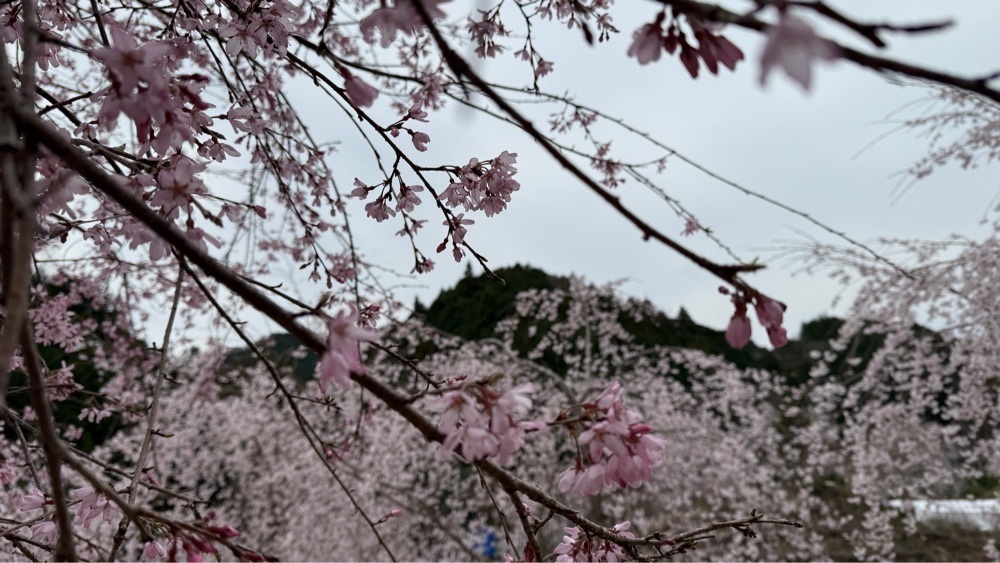 みぃさんが投稿したゆうかの里の桜に関する口コミの画像