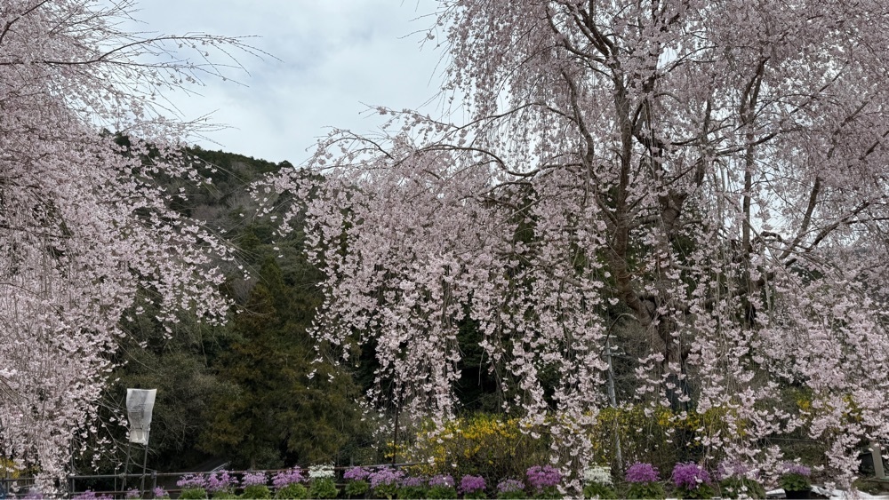 みぃさんが投稿したゆうかの里の桜に関する口コミの画像