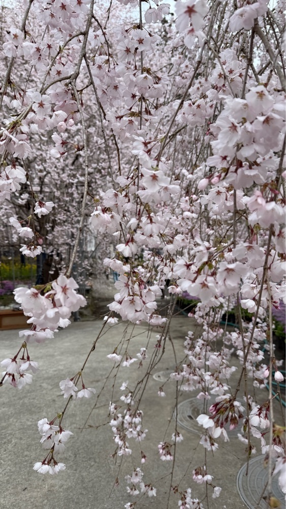 みぃさんが投稿したゆうかの里の桜に関する口コミの画像
