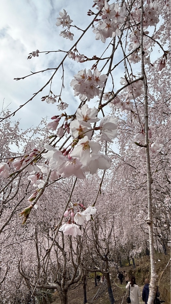 みぃさんが投稿したゆうかの里の桜に関する口コミの画像