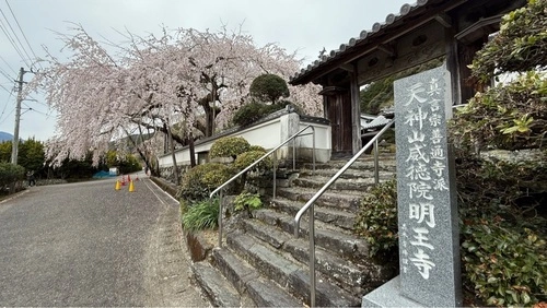 明王寺しだれ桜