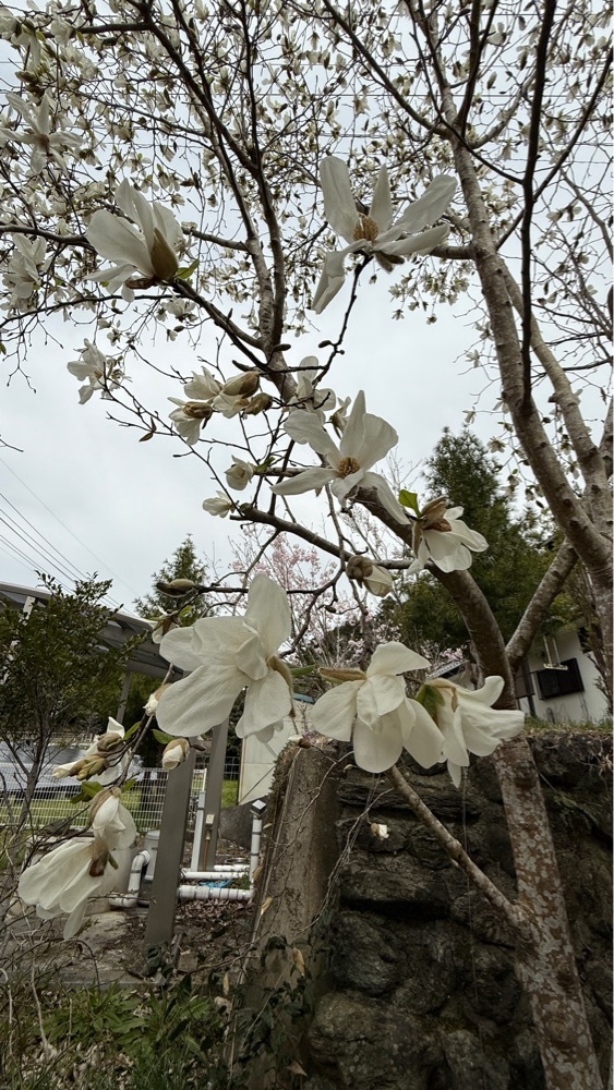 みぃさんが投稿した粟カフェに関する口コミの画像