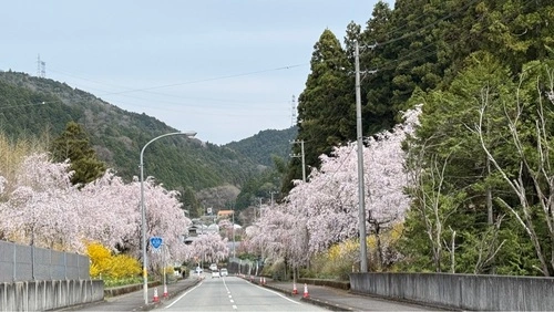 神山さくら街道
