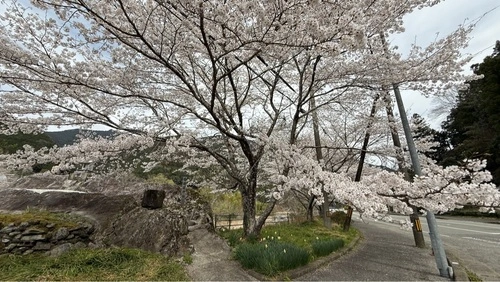神山さくら街道