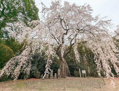 頼母子のしだれ桜