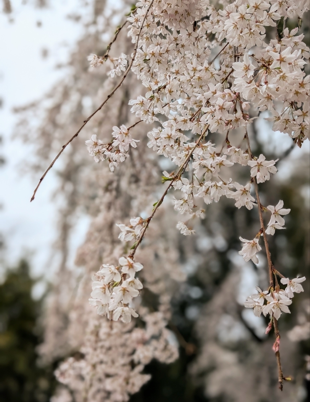 Pさんが投稿した頼母子のしだれ桜に関する口コミの画像