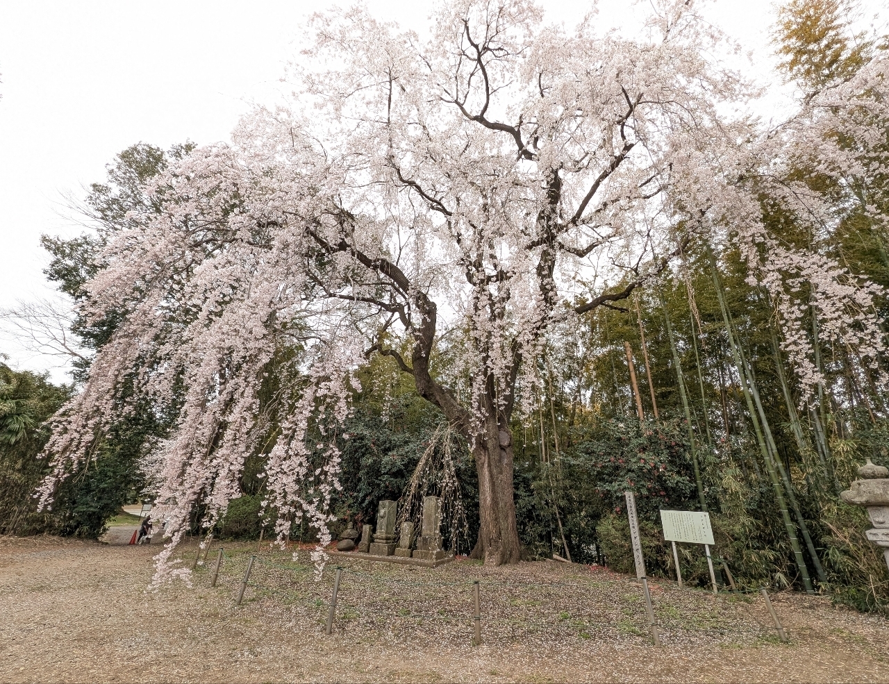 Pさんが投稿した頼母子のしだれ桜に関する口コミの画像