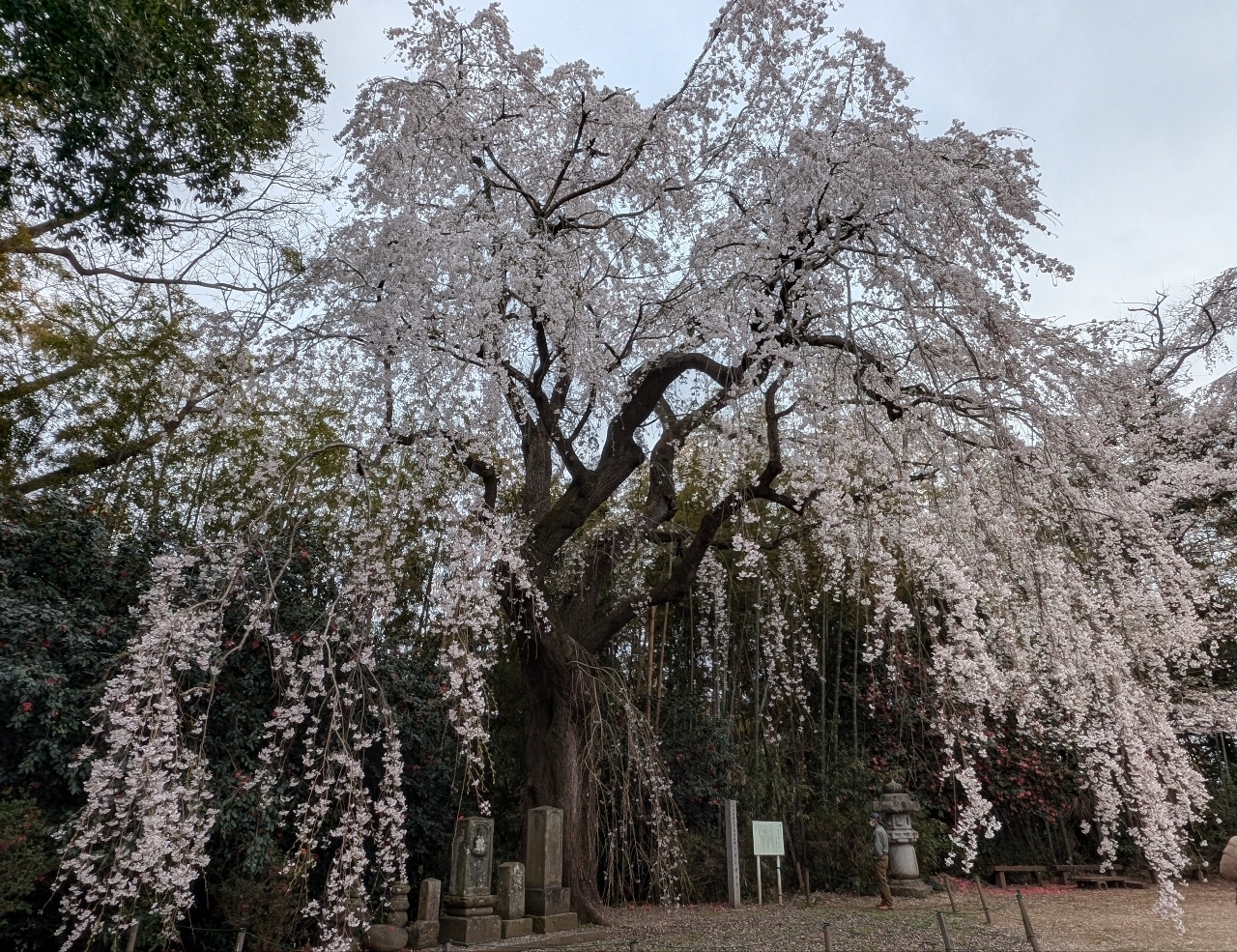 Pさんが投稿した頼母子のしだれ桜に関する口コミの画像