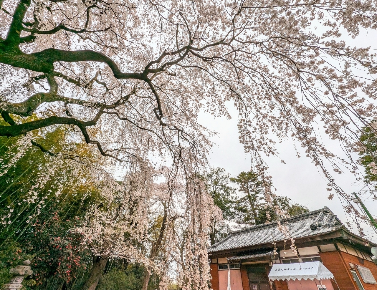 Pさんが投稿した頼母子のしだれ桜に関する口コミの画像