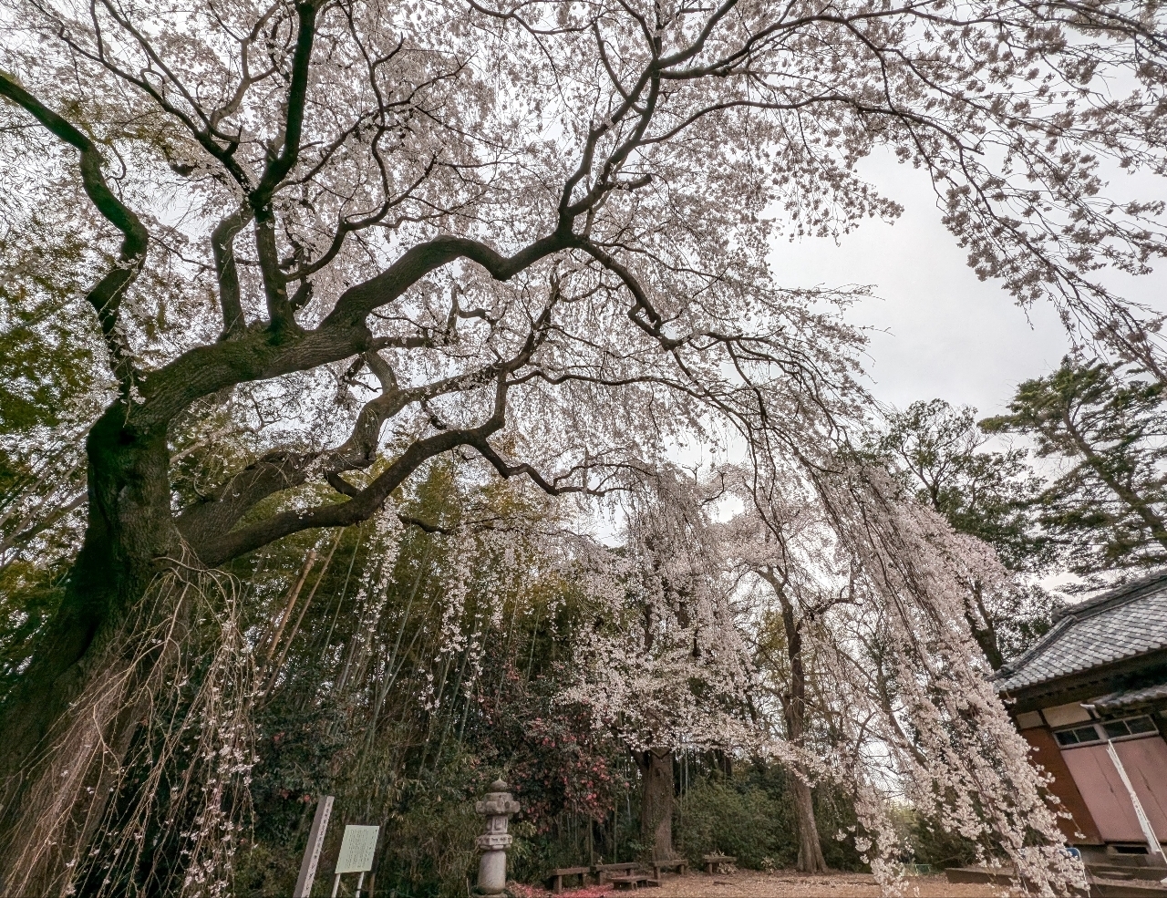 Pさんが投稿した頼母子のしだれ桜に関する口コミの画像