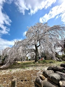 藤生沢のお角ザクラ