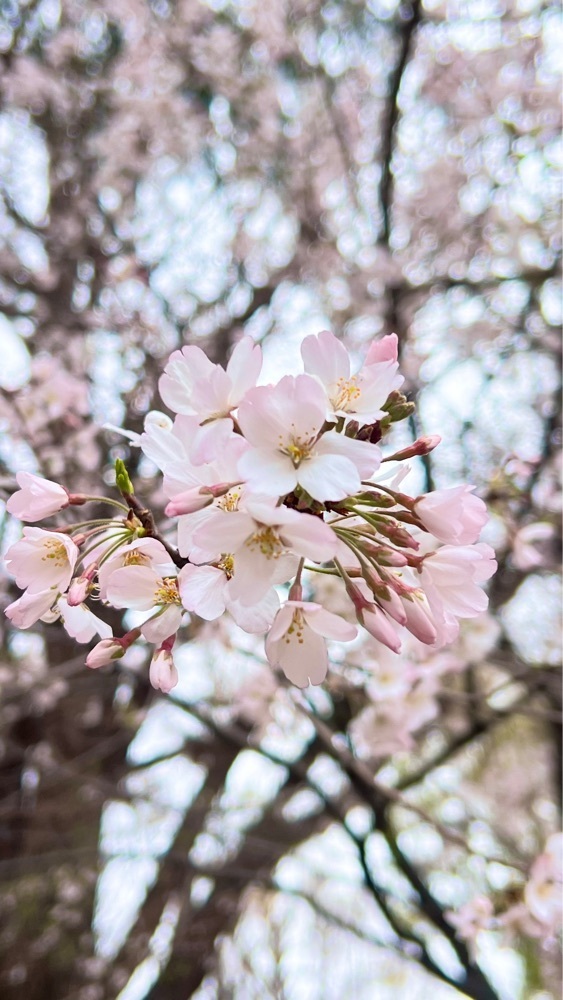 miiさんが投稿した上野公園の桜に関する口コミの画像