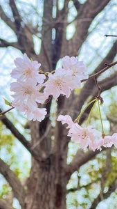上野公園の桜