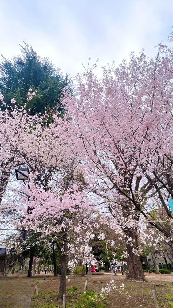 miiさんが投稿した上野公園の桜に関する口コミの画像