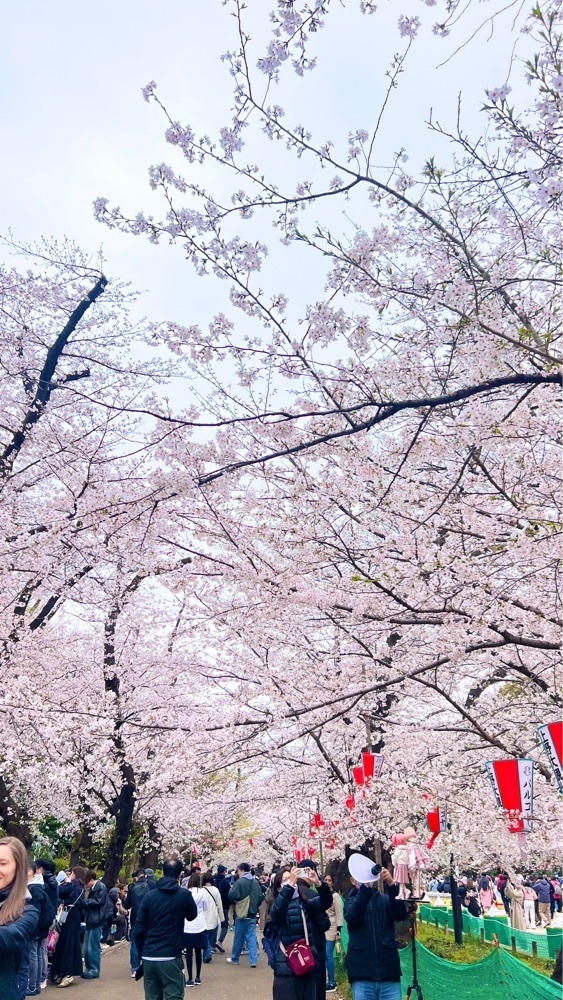 miiさんが投稿した上野公園の桜に関する口コミの画像