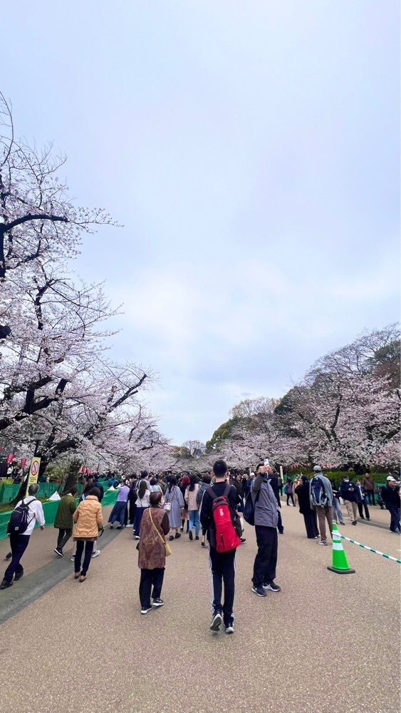 miiさんが投稿した上野公園の桜に関する口コミの画像
