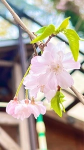 上野公園の桜