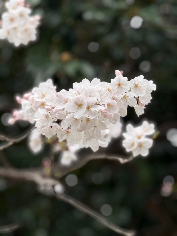 soccer kozou さんが投稿した海蔵川の桜並木に関する口コミの画像