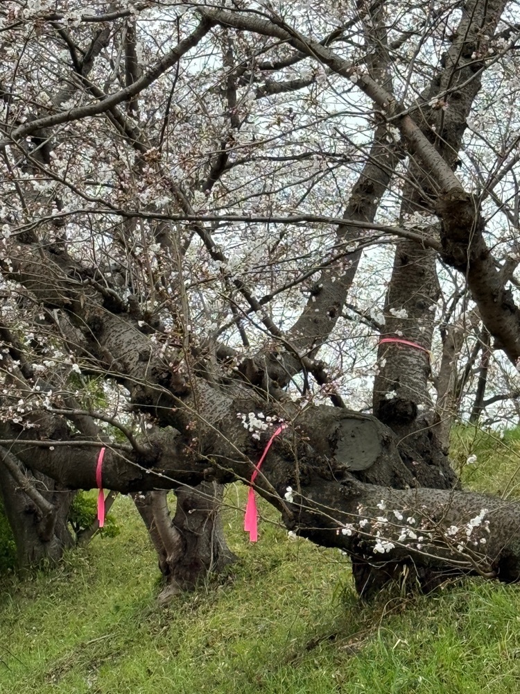 soccer kozou さんが投稿した海蔵川の桜並木に関する口コミの画像