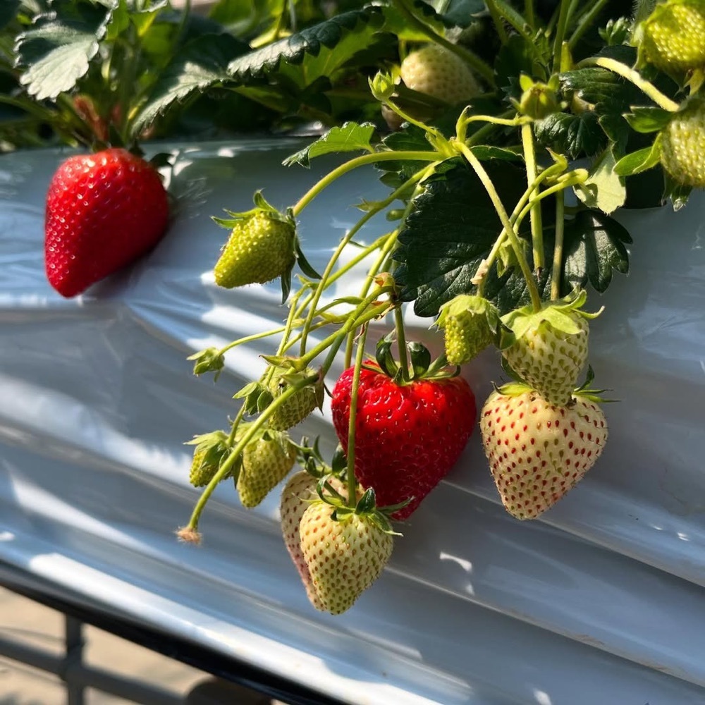 kaze_gourmetさんが投稿したストロベリーガーデンロイヤル（STRAWBERRY GARDEN ROYAL）に関する口コミの画像